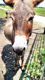 Close-up of grass in field