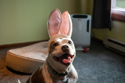 Close-up portrait of a dog
