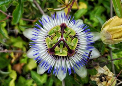 Close-up of purple flower