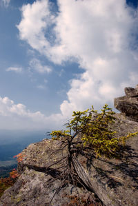 Low angle view of tree against sky