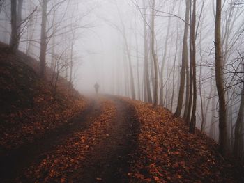 Road passing through forest