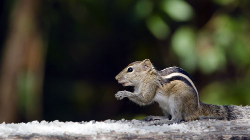 Close-up of squirrel eating outdoors