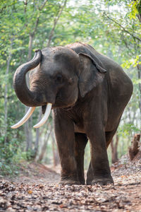 Elephant standing in a forest