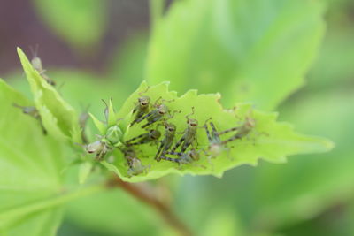 Close-up of plant