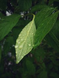 Close-up of raindrops on leaves