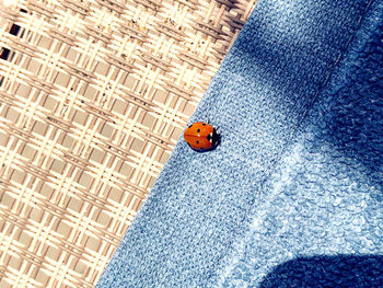 High angle view of ladybug