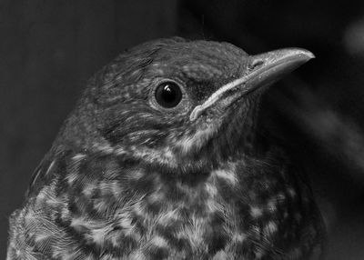 Close-up of an animal looking away