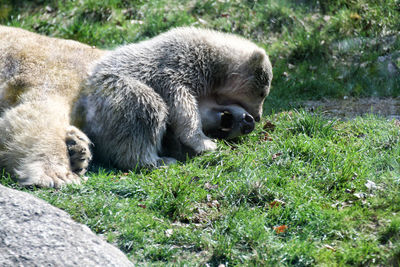 Polar bears lying on grassy field