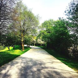 Treelined footpath along trees
