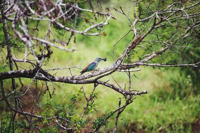 Bird perching on branch