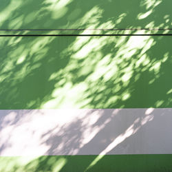 High angle view of plant shadow on wall