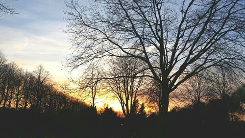 Bare trees on field at sunset