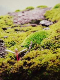 Plant growing on grassy field