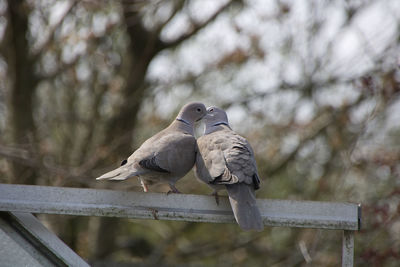 Low angle view of birds perching on railing