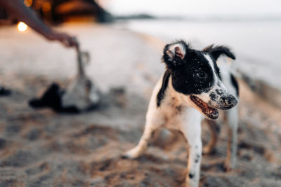 Portrait of dogs on sand at beach