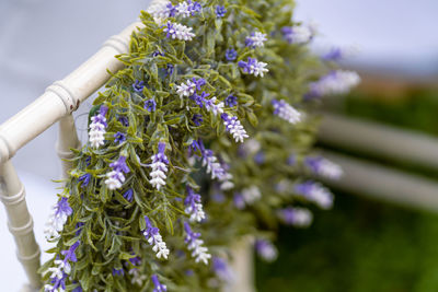 Close-up of purple flowering plant