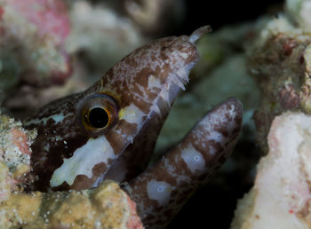 Close-up of moray eel swimming in sea