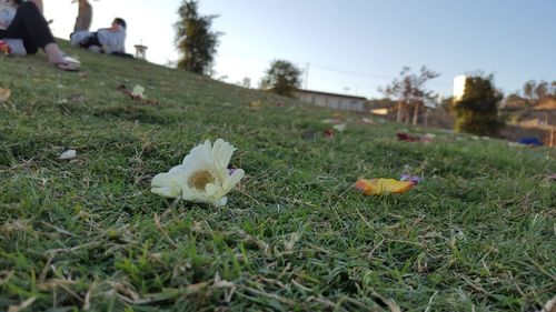 Close-up of flowers on field