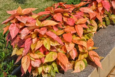 Close-up of autumn leaves