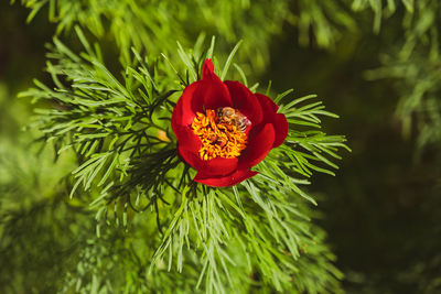 Close-up of red flower