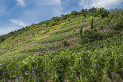 Scenic view of vineyard against sky