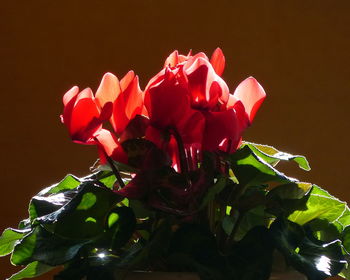 Close-up of red roses against black background