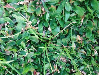 Full frame shot of ivy growing on land