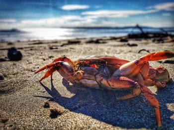 Close-up of crab on beach