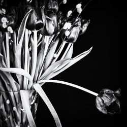 Close-up of flowers blooming outdoors