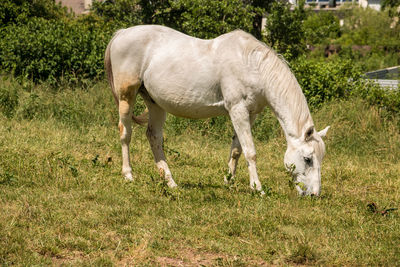 Horse grazing on grassy field