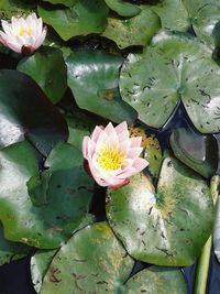 Lotus water lily in pond