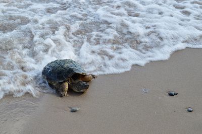 Turtle on beach