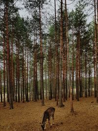 View of a forest