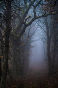 Trees in forest