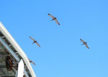 Low angle view of seagulls flying in sky