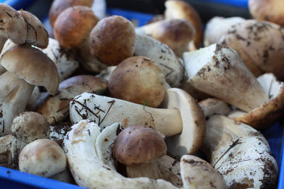 Full frame shot of mushrooms in crate