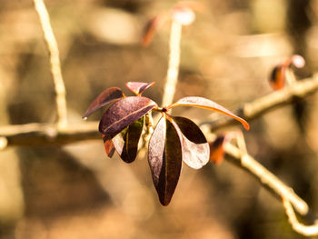 Close-up of plant