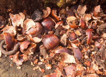 High angle view of shells