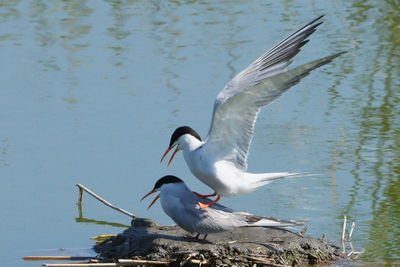 Seagulls flying over lake