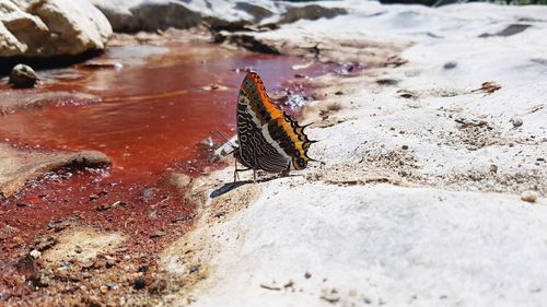 Close-up of butterfly perching on rock