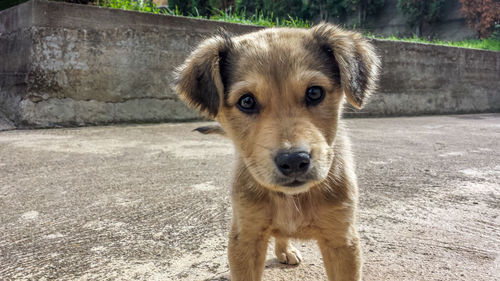 Close-up portrait of dog