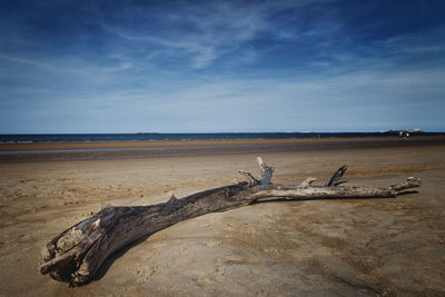 Driftwood on beach against sky