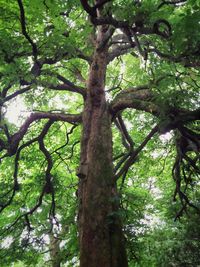 Low angle view of trees in forest