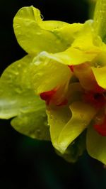 Close-up of yellow flower