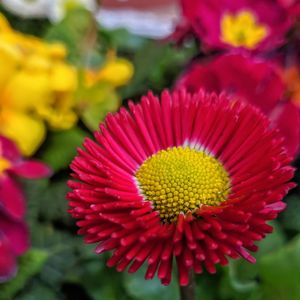 Close-up of red gerbera daisy