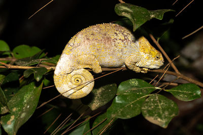 Close-up of a lizard on a plant