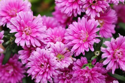 Close-up of pink flowers