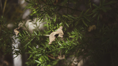 High angle view of bird on plant