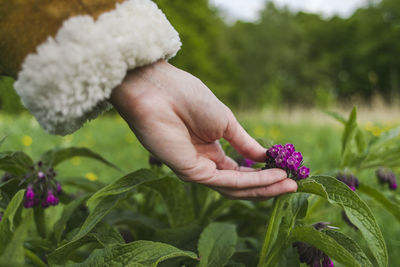 Cropped hand holding purple flowers