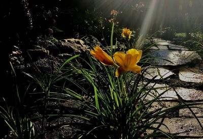 Close-up of crocus blooming outdoors